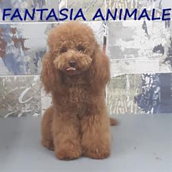 Fantasia Animale - Toelettatura e vendita cani, Melito di Napoli orari di apertura