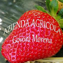 Azienda agricola Govoni Morena, Vigarano Mainarda orari di apertura