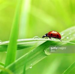 Nido Famiglia La Coccinella, Sesto San Giovanni orari di apertura