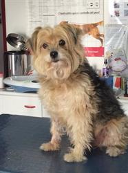 Ambulatorio Veterinario Tommasi, Calimera orari di apertura