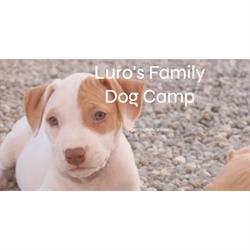 Pensione per Animali Luro'S Family Dog Camp, Castronno orari di apertura