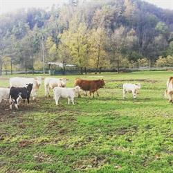 Azienda Agricola Scappazzoni - Sarzana, orari di apertura
