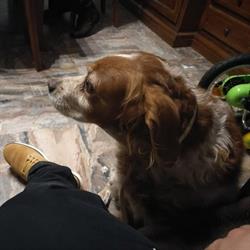 Ambulatorio Veterinario Artemide Dott.ri Raffaele De Metrio - Laura Russo, Lizzanello orari di apertura