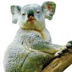 Koala distribuzione libri di Paola Salvioli, Modena orari di apertura