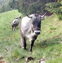 Società Agricola Grigio Alpina Azienda Agricola Gusmeroli, Dazio orari di apertura