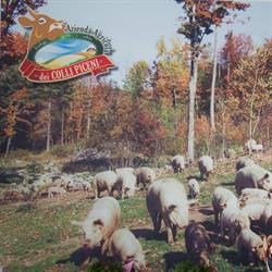 Azienda Agricola Dei Colli Piceni, Ascoli Piceno orari di apertura