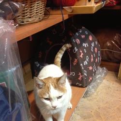 Mondo cane negozio e toeletta per animali, Roma orari di apertura