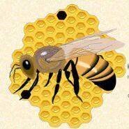 Apicoltura Palladino, Carpinone orari di apertura