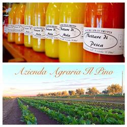 Azienda Agraria Il Pino, Grosseto orari di apertura