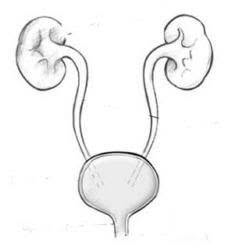 Andrologia Urologia, Caserta orari di apertura