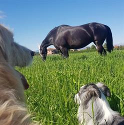 Garden Horses ASD Cislago, Massina - Orari di apertura