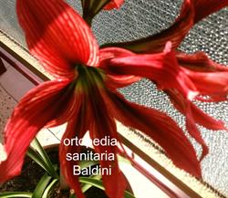 Ortopedia Sanitaria Baldini, Bisceglie orari di apertura