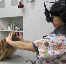Ambulatorio Veterinario Canonica, Milano orari di apertura