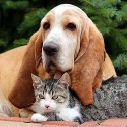Ambulatorio veterinario 'Qua la zampa' di Zagolin Michela, Polverara orari di apertura