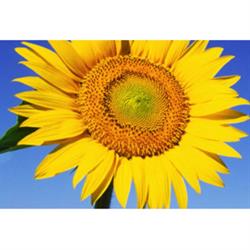 Il Girasole B & B, Palombara Sabina orari di apertura
