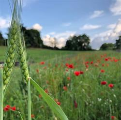 Azienda agricola Janas - La Locanda di Colle Ombroso, Porano orari di apertura