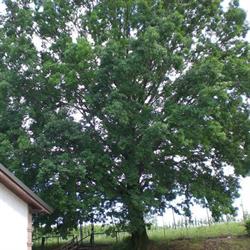 La Grande Quercia, Scandiano orari di apertura