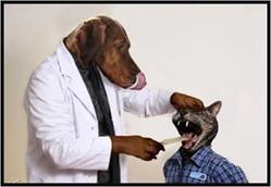 Centro Veterinario Flaviovet, Pozzuoli orari di apertura