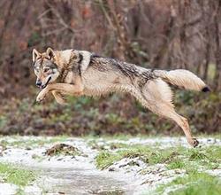Cane lupo cecoslovacco - Allevamento Foresta Incantata di Pecharova' Andrea, Sale orari di apertura