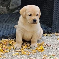 Allevamento Professionale MyLabrador, Modigliana orari di apertura