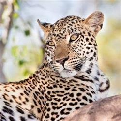 DESTINAZIONE AFRICA, Como orari di apertura