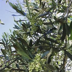 Azienda agricola Faggeto, Anghiari orari di apertura