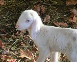 La Filiera della Lana, Comano Terme orari di apertura