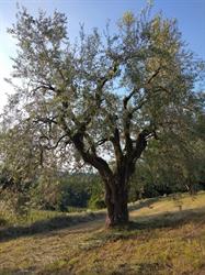 La Bosca, Gavardo orari di apertura