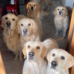 Allevamento Amatoriale Doublechocolate Golden Retriever, Noventa Padovana orari di apertura