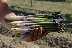 Azienda Agricola Bechis, Pralormo orari di apertura
