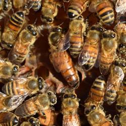 Azienda Agricola Buonocore Patrizia, Neviano degli Arduini orari di apertura
