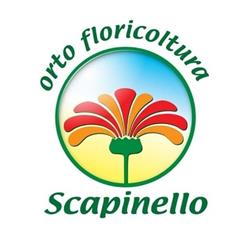 Ortofloricoltura Scapinello, Riese Pio X orari di apertura