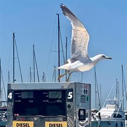 REL Nautico, Rimini orari di apertura
