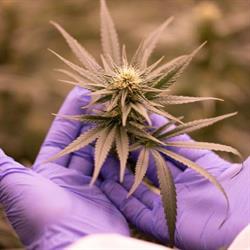 Theridea - Cannabis Shop - Marijuana Legale, Sesto San Giovanni orari di apertura