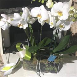 Fiori Juna di La duca, Lerici orari di apertura