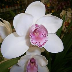 Floricoltura Valle Cervo, Andorno Micca orari di apertura