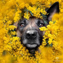 Alessia Monaco Pet Photography, Besozzo orari di apertura