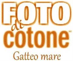 T-Shirt Gallery Foto di Cotone, Gatteo orari di apertura