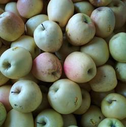 Fumagalli frutta, Cesana Brianza orari di apertura