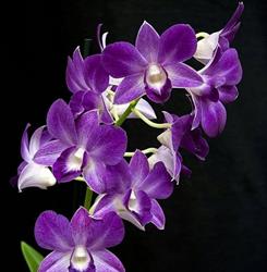 Smacchiatoria L'orchidea, Tremestieri Etneo orari di apertura