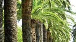 Bagni le Palme, San Benedetto del Tronto orari di apertura