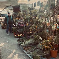 PIANTE E FIORI ANGELO CONTARIN & C., Bessica orari di apertura
