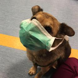 Ambulatorio Veterinario Davo Zanetti, Leno orari di apertura