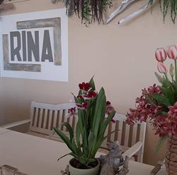 Bar Bagni La Rina, Cecina orari di apertura