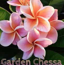 Garden Chessa, Oristano orari di apertura