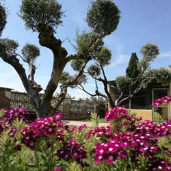 Casa degli Ulivi, Nettuno orari di apertura