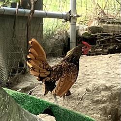 Agriturismo Varea le Coste, Urbino orari di apertura