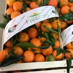 Agricola Freedom Corigliano-Rossano, Corigliano Calabro - Orari di apertura