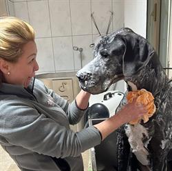 Chic Dog Vasto, orari di apertura