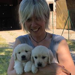Gillikin Golden Retriever, Rho orari di apertura